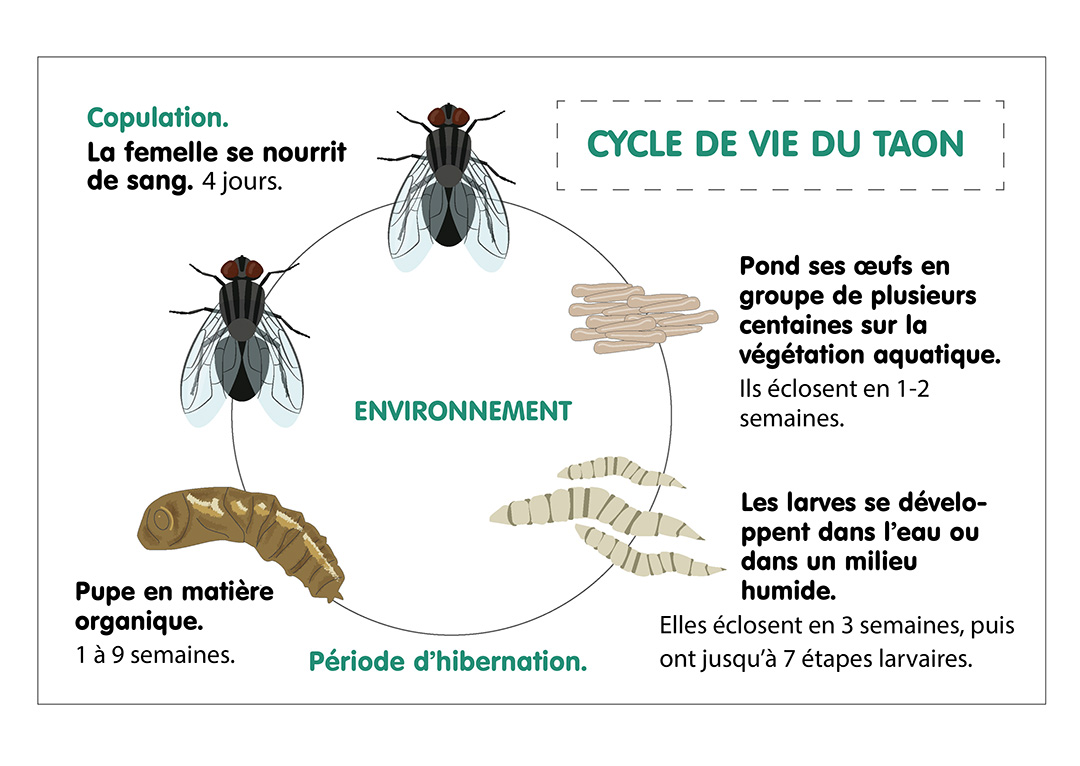 Ciclo de vida del tábano